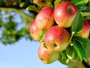 apples, Fruit Tree, beatyfull