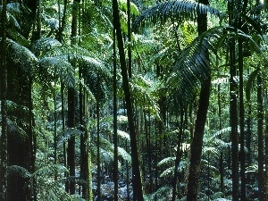 tropical, Australia, forest