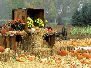 pumpkin, autumn, Field