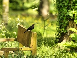 Bench, viewes, Park, Blackbird, trees