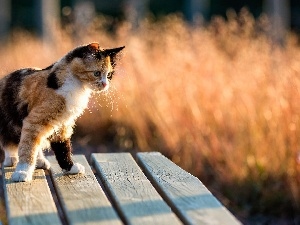 Bench, cat, Mixed-breed dog, color