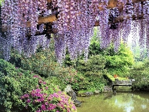 Blossoming, park, brook, wistaria, ##