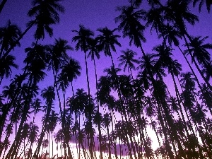 Blue, purple, high, Sky, Palms
