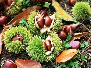 blur, Leaf, chestnuts, husks