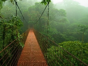 bridge, jungle