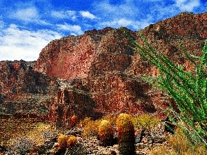 Cactus, canyon, layers, bed-rock