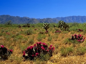 flourishing, Cactus, Desert