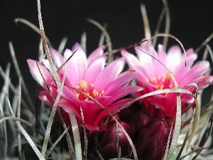 Flowers, cactus, Pink