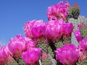 cactus, Flowers