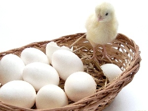 eggs, chicken, basket