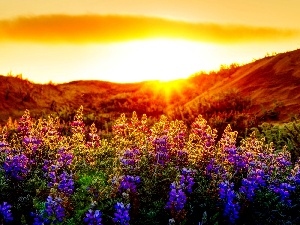 Flowers, color, rays of the Sun, lupine, Meadow