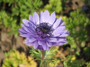 anemone, Colourfull Flowers