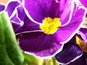 Colourfull Flowers, primrose, Violet