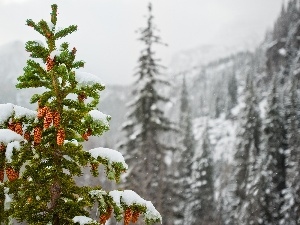 cones, Spruces, Mountains, snow
