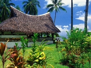 Palms, Cottage, Tropical