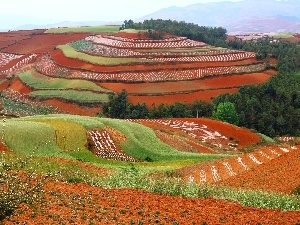 field, cultivated, color