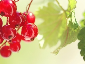 currant, leaves, red hot