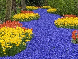 Daffodils, flowers, forest, Tulips, many