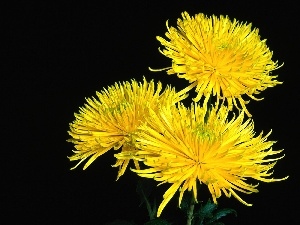 Common Dandelion, Yellow