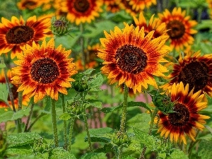 decorated, Sunflower