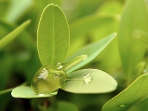 droplet, leaves