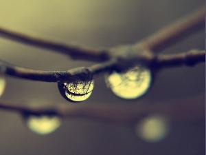 drops, water, branch pics