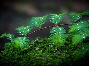 Moss, drops, Leaf