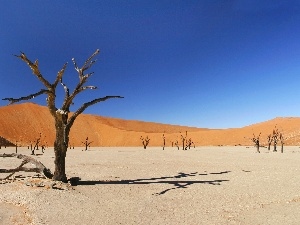trees, drought, Desert