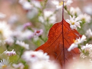 dry, Astra, White, leaf, Flowers