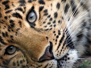 Eyes, Leopards