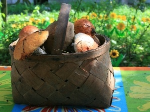 basket, Flowers, mushrooms