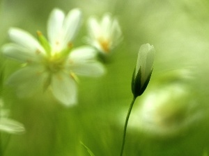 Flowers, White, Cerastium, bud