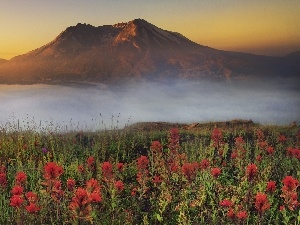 Fog, Flowers, mountains