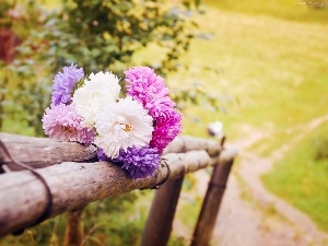Path, Flowers, bouquet, summer, Astra, Meadow, fence