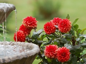 water, Flowers, fountain