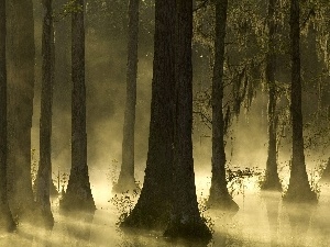 Fog, viewes, forest, trees