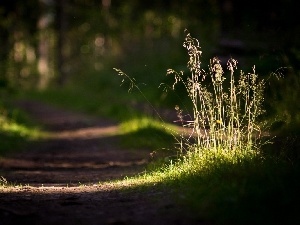 Forest, ##, grass, Path