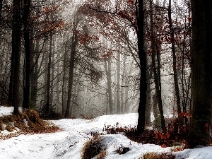 snow, forest, Way