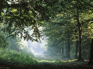 flash, ligh, forest, Przebijaj?ce, viewes, sun, dark, green ones, luminosity, trees