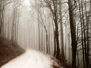 Way, forest, winter