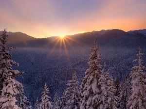 forest, Mountains, rays, winter, sun