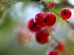 currants, Fruits, Red