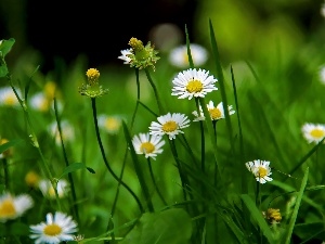 grass, daisies