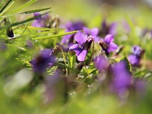 grass, Spring, fragrant violets