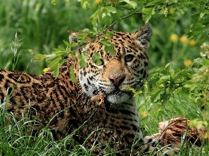 grass, Jaguar