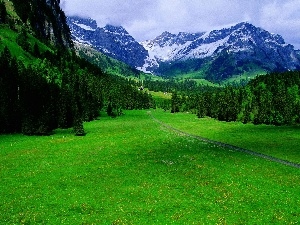 grass, coniferous, Mountains, forest