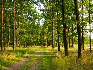 grass, viewes, forest, Path, trees