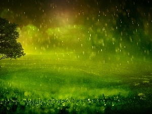 Rain, grass, trees