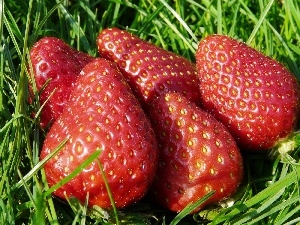 grass, strawberries