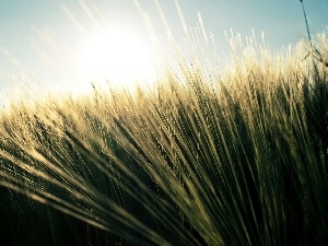 grass, rays of the Sun